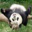 Furbo Pandas
